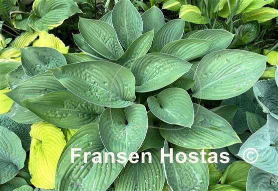 Hosta Glen Triumph